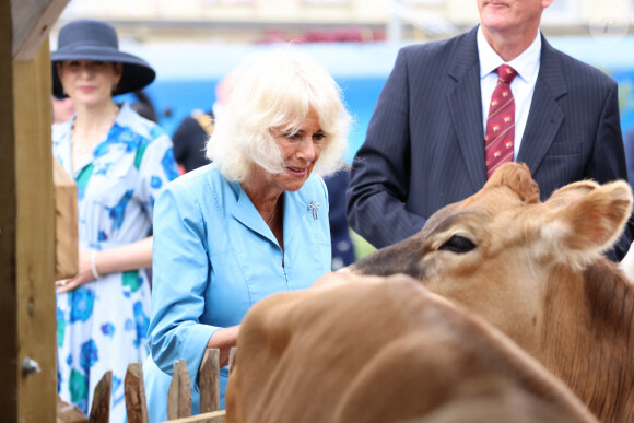 La reine Camilla assiste à un accouplement de vaches à Jersey lors d'une visite ce lundni 15 juillet 2024 © Ian Vogler/MirrorPix/Bestimage