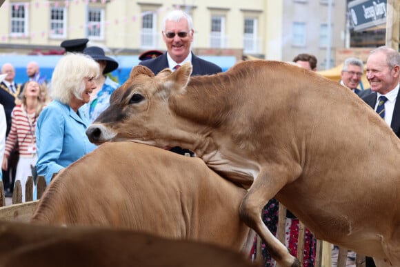 La reine Camilla assiste à un accouplement de vaches à Jersey lors d'une visite ce lundni 15 juillet 2024 © Ian Vogler/MirrorPix/Bestimage