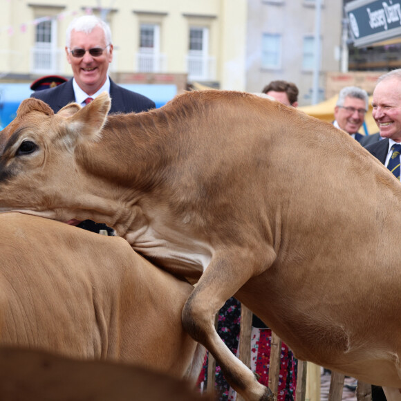 La reine Camilla assiste à un accouplement de vaches à Jersey lors d'une visite ce lundni 15 juillet 2024 © Ian Vogler/MirrorPix/Bestimage