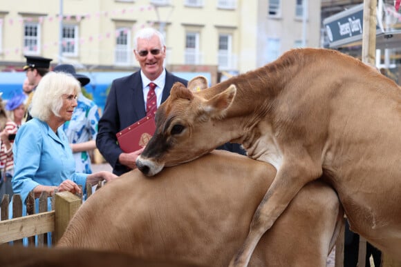 La reine Camilla assiste à un accouplement de vaches à Jersey lors d'une visite ce lundni 15 juillet 2024 © Ian Vogler/MirrorPix/Bestimage