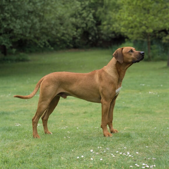 De son séjour prolongé en Afrique du Sud, la princesse Charlene de Monaco a ramené un chien de la race Rhodesian Ridgeback.