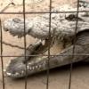 Le crocodile, un reptile très impressionnant 