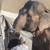 Robert Pattinson et un éléphant sur le tournage de Water for Elephants le 24 juin 2010