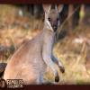 Un bébé kangourou... 