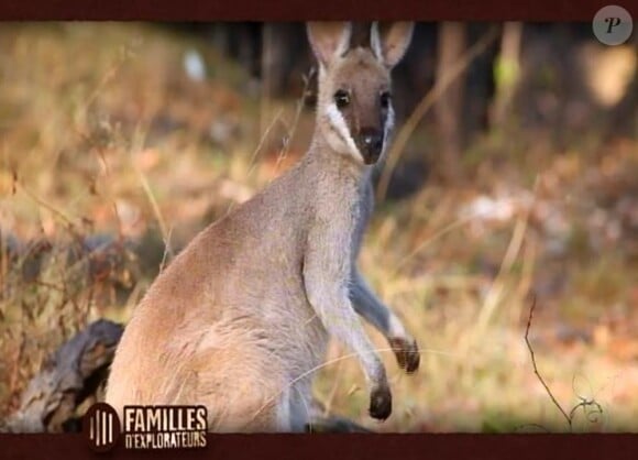 Un bébé kangourou... 