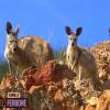 Deux kangourous...