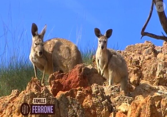 Deux kangourous...