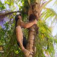 Teheuira dans les arbres dans Koh Lanta 11, vendredi 16 septembre 2011 sur TF1
