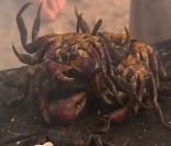 Un crabe dans Koh Lanta 11, vendredi 16 septembre 2011 sur TF1
