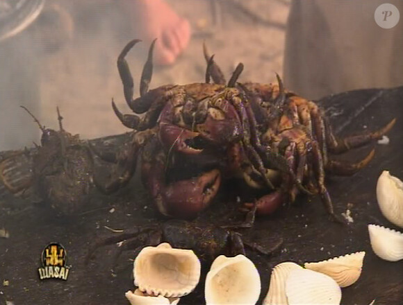 Un crabe dans Koh Lanta 11, vendredi 16 septembre 2011 sur TF1