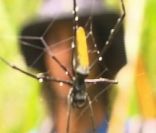 Une araignée dans Koh Lanta 11, vendredi 16 septembre 2011 sur TF1
