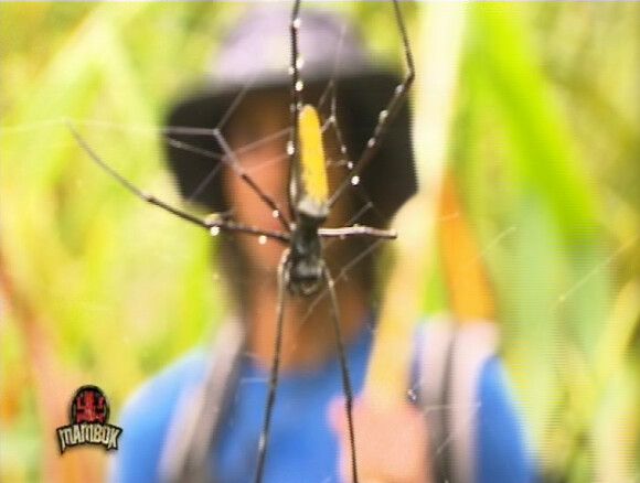 Une araignée dans Koh Lanta 11, vendredi 16 septembre 2011 sur TF1