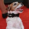 Le chien Uggie de The Artist lors des Golden Globes à Beverly Hills le 15 janvier 2012