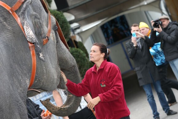 Son Altesse la princesse Stéphanie de Monaco bichonne un éléphant, entourée d'artistes pour annoncer le 15 janvier 2012 la 37e édition du Festival international du cirque de Monte-Carlo, à Monaco.