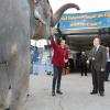 En véritable enfant de la balle d'adoption, son Altesse bichonne un éléphant. La princesse Stéphanie de Monaco posait entourée d'artistes pour annoncer le 15 janvier 2012 la 37e édition du Festival international du cirque de Monte-Carlo, à Monaco.
