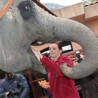 Stéphanie de Monaco fait son numéro avec un éléphant pour le Festival du cirque