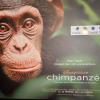 Affiche du film Chimpanzés au Grand Rex à Paris, le 12 février 2013.