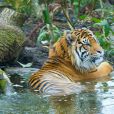 Geri Halliwell à l'inauguration du nouvel enclos des tigres au zoo de Londres, le 20 mars 2013 - Quel félin !
