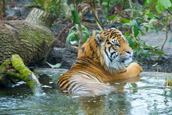 Geri Halliwell à l'inauguration du nouvel enclos des tigres au zoo de Londres, le 20 mars 2013 - Quel félin !