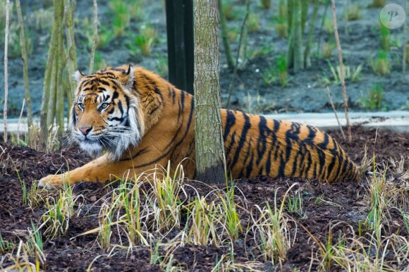 Geri Halliwell à l'inauguration du nouvel enclos des tigres au zoo de Londres, le 20 mars 2013