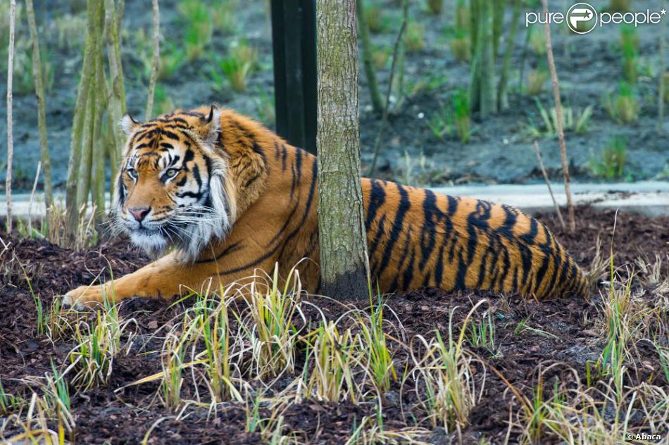 Geri Halliwell à l&#039;inauguration du nouvel enclos des tigres au zoo de Londres, le 20 mars 2013