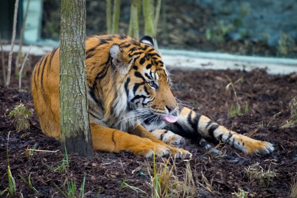 Geri Halliwell à l'inauguration du nouvel enclos des tigres au zoo de Londres, le 20 mars 2013 - La chanteuse a admiré les superbes félins