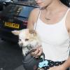 Pixie Geldof se promène avec son chien à Londres, le 8 juillet 2013.