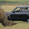 À bord d'un 4x4 Range Rover, Gwen Stefani et sa famille approchent les animaux du Woburn Safari Park. Woburn, le 31 juillet 2013.