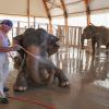 C'est l'heure de la douche, le 20 août 2013, pour les éléphantes Baby et Nepal, protégées de Stéphanie de Monaco, dans leur enclos de luxe au domaine de Fonbonne !