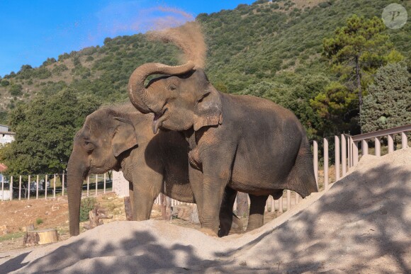 Exclusif - Sur les pentes du Mont Roc Agel, sur les hauteurs de Monaco, les éléphantes Baby et Népal, ici le 19 septembre 2013, savourent leur bonheur devant l'objectif de Frédéric Nebinger.