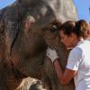 Exclusif - La princesse Stéphanie de Monaco, portant un T-Shirt de l'association qu'elle a spécialement créée, s'occupe quotidiennement avec amour des éléphantes Baby et Népal, comme ici le 19 septembre 2013, devant l'objectif de Frédéric Nebinger au domaine de Fonbonne.