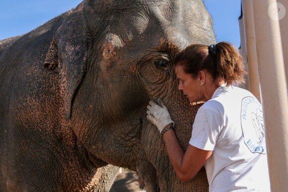 Exclusif - La princesse Stéphanie de Monaco, portant un T-Shirt de l'association qu'elle a spécialement créée, s'occupe quotidiennement avec amour des éléphantes Baby et Népal, comme ici le 19 septembre 2013, devant l'objectif de Frédéric Nebinger au domaine de Fonbonne.