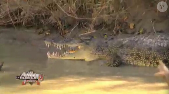 Un crocodile dans Les Anges de la télé-réalité 6 sur NRJ 12 le mercredi 2 avril 2014
