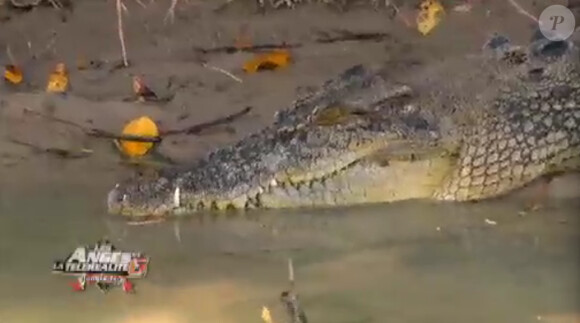 Un crocodile dans Les Anges de la télé-réalité 6 sur NRJ 12 le mercredi 2 avril 2014