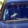 Gwyneth Paltrow au volant de son Range Rover portant encore son alliance malgré la rupture. Los Angeles, le 8 avril 2014.