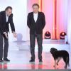 Michel Drucker et son chien Isia - Enregistrement de l'émission Vivement Dimanche à Paris, le 7 janvier 2015. L'émission sera diffusée le 11 janvier 2015.