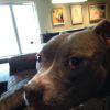Kasha prendra désormais soin de Columbo le chien de Sam Simon décédé, sur Twitter le 11 décembre 2014