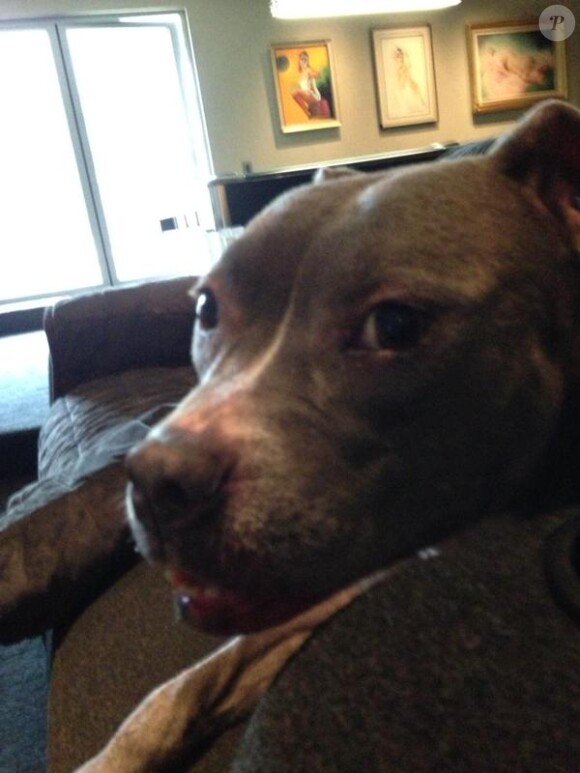 Kasha prendra désormais soin de Columbo le chien de Sam Simon décédé, sur Twitter le 11 décembre 2014