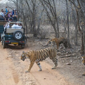 Du 3 au 5 juin 2015, Melanie Chisholm alias Mel C, l'ancienne Spice Girls a visité le parc national de Ranthambore, à Sawai Madhopur en Inde. La chanteuse a rendu visite à la population locale et visité une mosquée tout en découvrant les animaux du parc. Elle était accompagnée des réalisateurs de documentaire animaliers Subbiah Nallamuthu et Nalla Muthu.