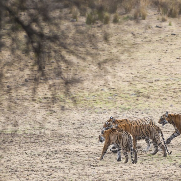 Du 3 au 5 juin 2015, Melanie Chisholm alias Mel C, l'ancienne Spice Girls a visité le parc national de Ranthambore, à Sawai Madhopur en Inde. La chanteuse a rendu visite à la population locale et visité une mosquée tout en découvrant les animaux du parc. Elle était accompagnée des réalisateurs de documentaire animaliers Subbiah Nallamuthu et Nalla Muthu.