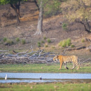 Du 3 au 5 juin 2015, Melanie Chisholm alias Mel C, l'ancienne Spice Girls a visité le parc national de Ranthambore, à Sawai Madhopur en Inde. La chanteuse a rendu visite à la population locale et visité une mosquée tout en découvrant les animaux du parc. Elle était accompagnée des réalisateurs de documentaire animaliers Subbiah Nallamuthu et Nalla Muthu.