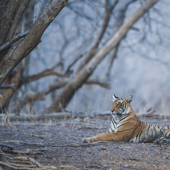 Du 3 au 5 juin 2015, Melanie Chisholm alias Mel C, l'ancienne Spice Girls a visité le parc national de Ranthambore, à Sawai Madhopur en Inde. La chanteuse a rendu visite à la population locale et visité une mosquée tout en découvrant les animaux du parc. Elle était accompagnée des réalisateurs de documentaire animaliers Subbiah Nallamuthu et Nalla Muthu.