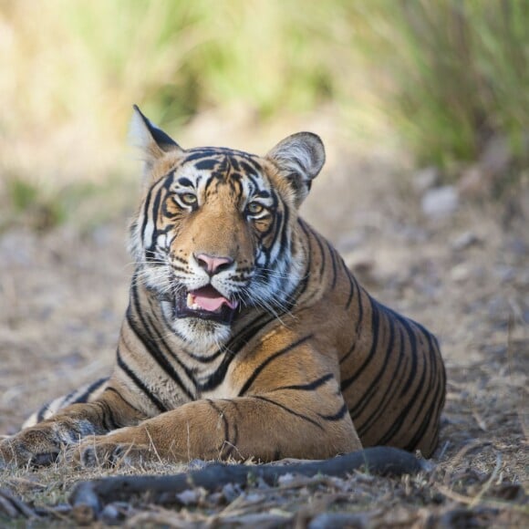 Du 3 au 5 juin 2015, Melanie Chisholm alias Mel C, l'ancienne Spice Girls a visité le parc national de Ranthambore, à Sawai Madhopur en Inde. La chanteuse a rendu visite à la population locale et visité une mosquée tout en découvrant les animaux du parc. Elle était accompagnée des réalisateurs de documentaire animaliers Subbiah Nallamuthu et et Nalla Muthu.
