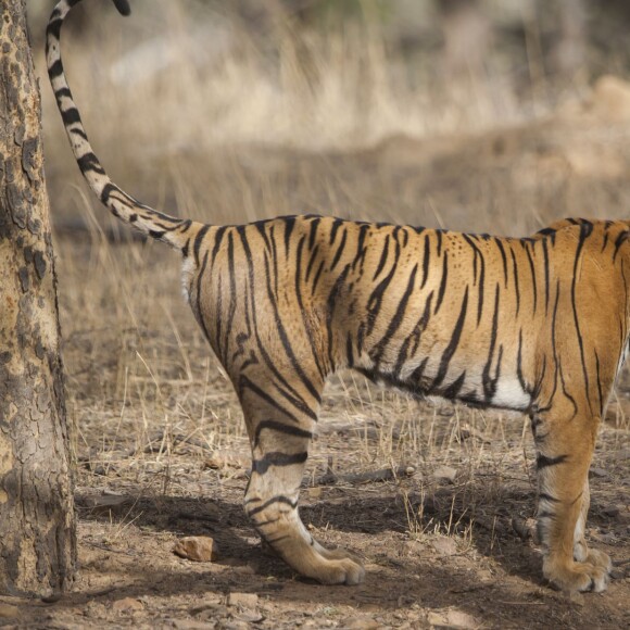 Du 3 au 5 juin 2015, Melanie Chisholm alias Mel C, l'ancienne Spice Girls a visité le parc national de Ranthambore, à Sawai Madhopur en Inde. La chanteuse a rendu visite à la population locale et visité une mosquée tout en découvrant les animaux du parc. Elle était accompagnée des réalisateurs de documentaire animaliers Subbiah Nallamuthu et et Nalla Muthu.