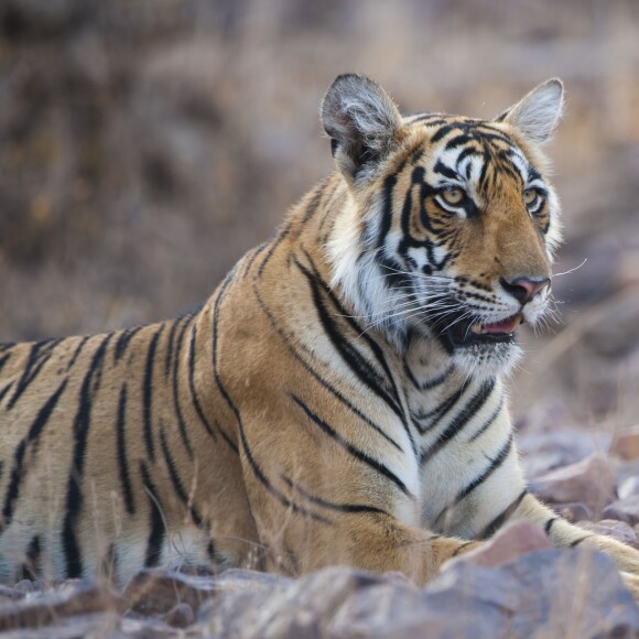 Du 3 au 5 juin 2015, Melanie Chisholm alias Mel C, l'ancienne Spice Girls a visité le parc national de Ranthambore, à Sawai Madhopur en Inde. La chanteuse a rendu visite à la population locale et visité une mosquée tout en découvrant les animaux du parc.  