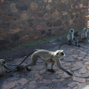 Du 3 au 5 juin 2015, Melanie Chisholm alias Mel C, l'ancienne Spice Girls a visité le parc national de Ranthambore, à Sawai Madhopur en Inde. La chanteuse a rendu visite à la population locale et visité une mosquée tout en découvrant les animaux du parc. Elle était accompagnée des réalisateurs de documentaire animaliers Subbiah Nallamuthu et et Nalla Muthu.