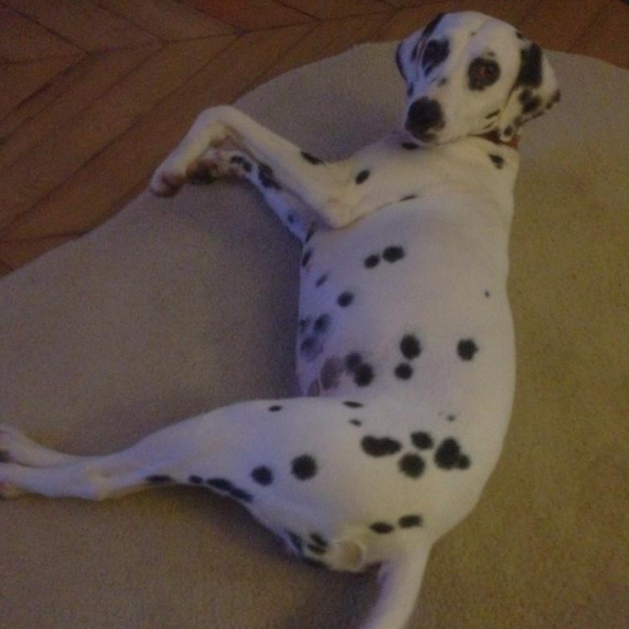 Gaufrette, le chien d'Audrey Pulvar,