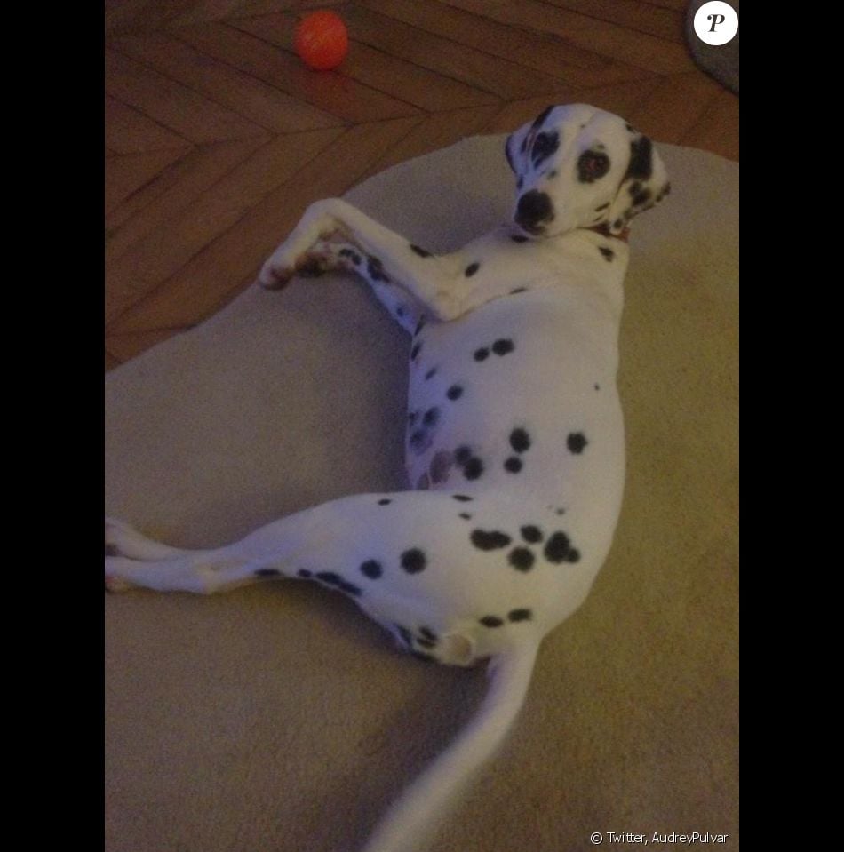 Gaufrette, le chien d'Audrey Pulvar, - Purepeople