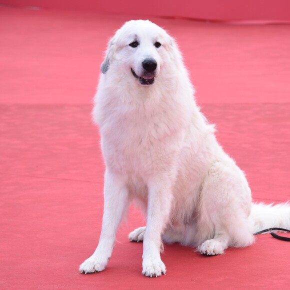 Garfield (devenu "Belle" à l'écran) - Tapis rouge du film "Belle et Sébastien" à Rome, le 17 octobre 2015.