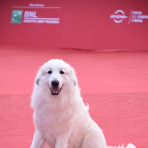 Garfield (devenu "Belle" à l'écran) - Tapis rouge du film "Belle et Sébastien" à Rome, le 17 octobre 2015.